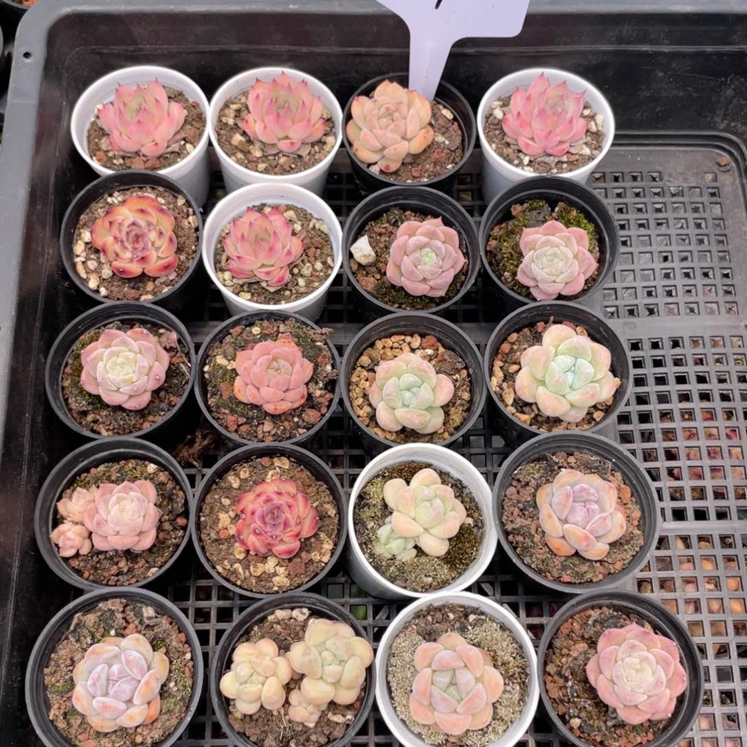 薇薇安园艺多肉1614