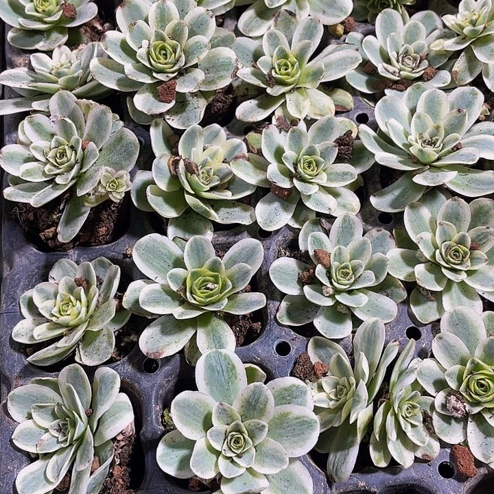 玫瑰锦2.8带土发货