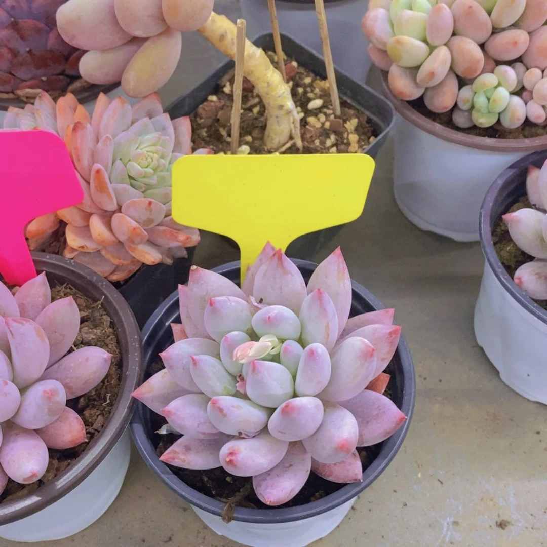 是****?开心多肉植物多肉