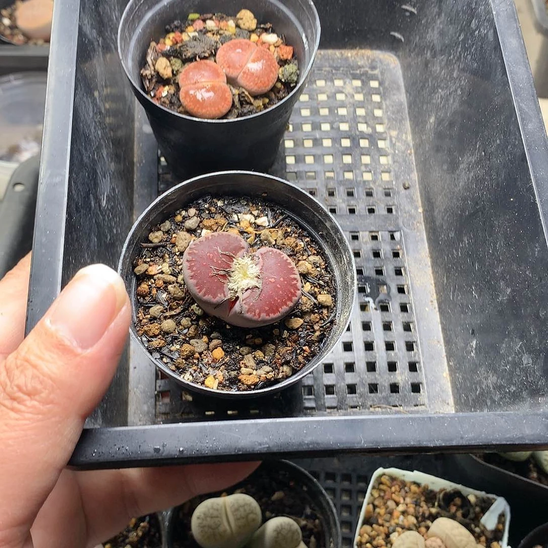 E****lW282多肉植物保护研究所