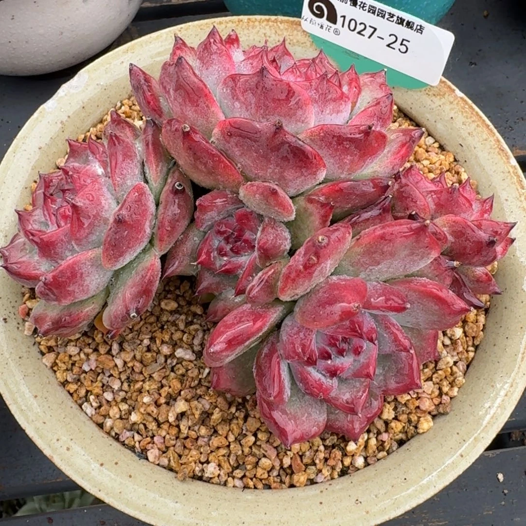 从前慢多肉精选编号1027.25