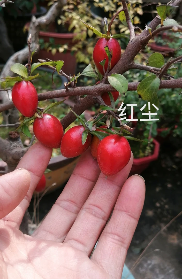 老鸦柿品种苗直播拍品链接