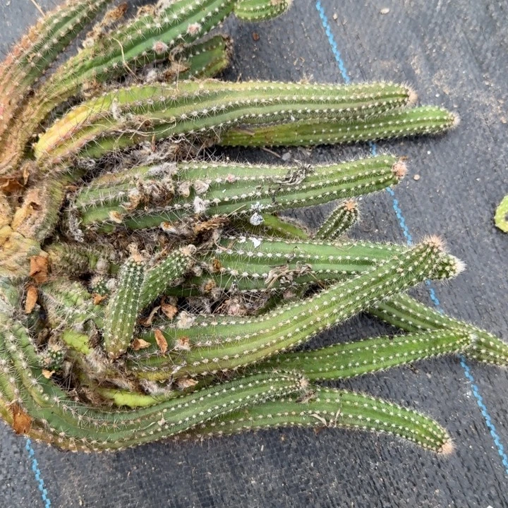 白檀仙人掌群生一群55
