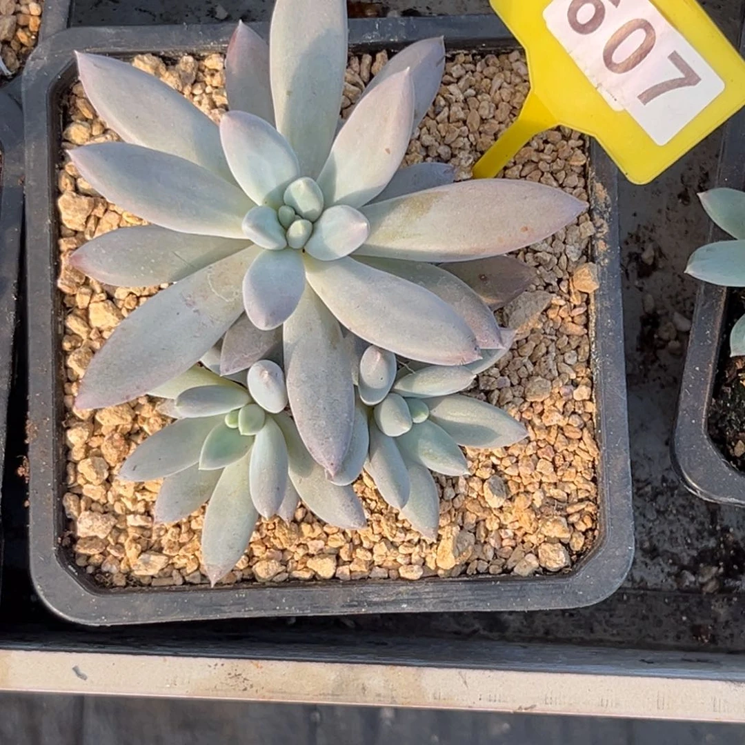 多肉植物哥特607