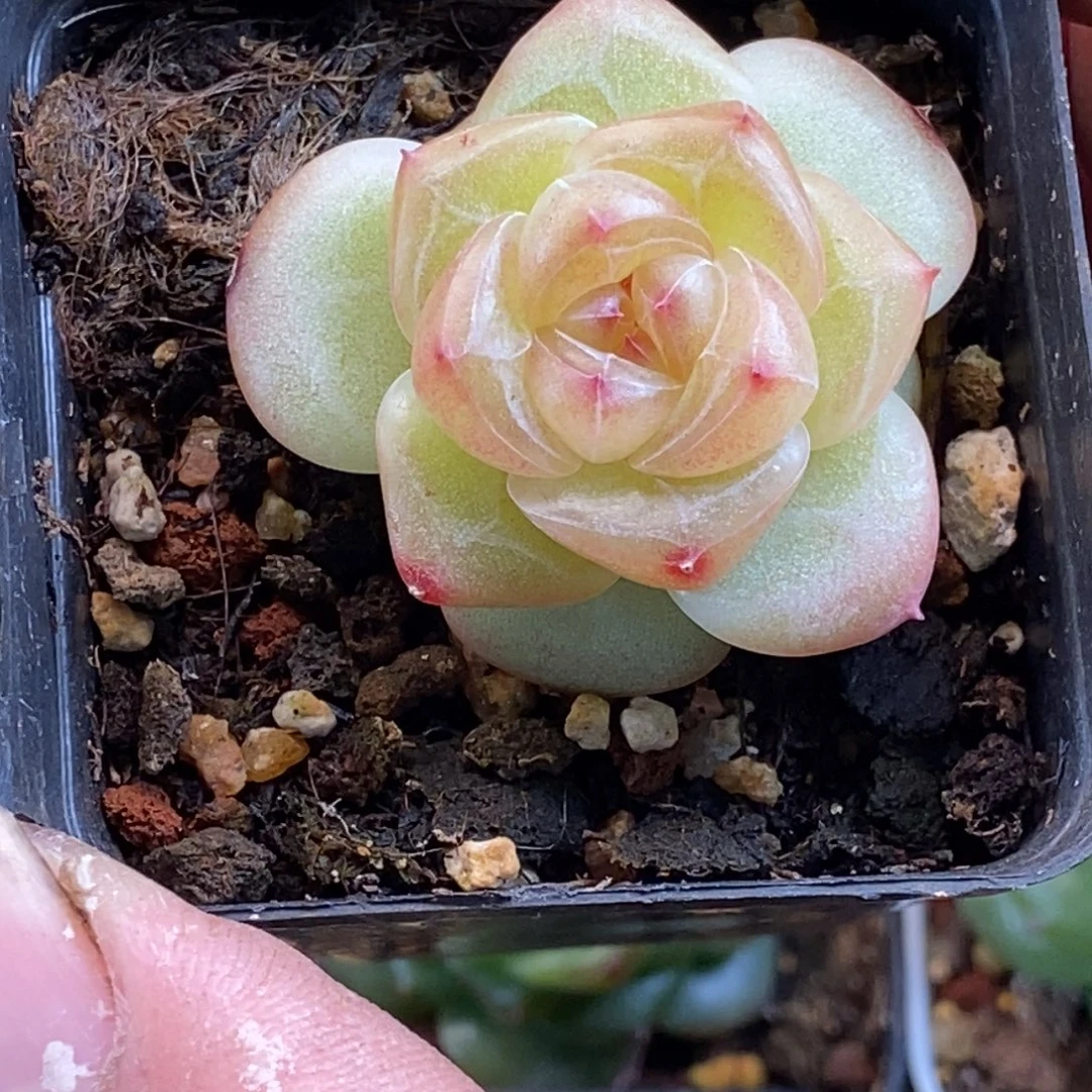 天官赐福百无禁忌