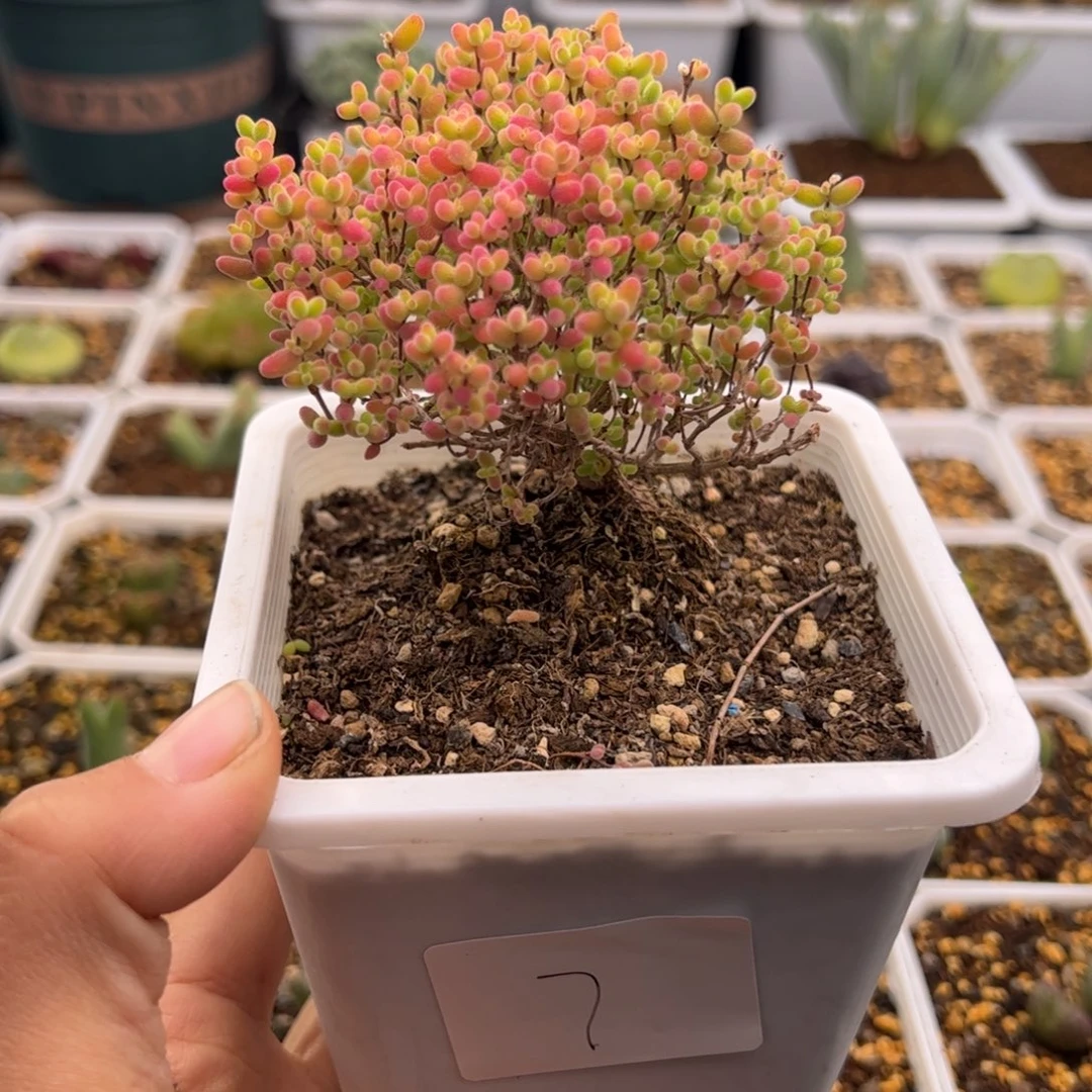 7号蜜橘糖球12.29多肉