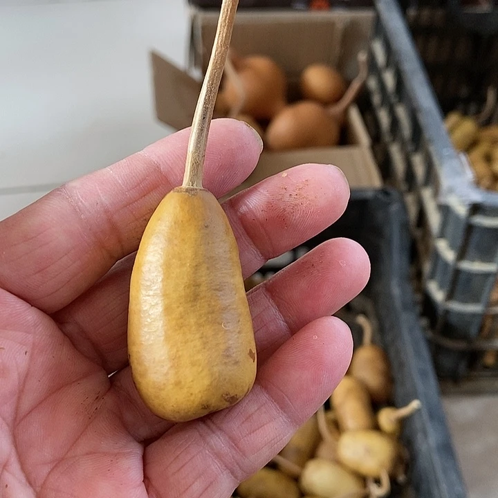 葫**姐s hsk sj sa ba j s k x