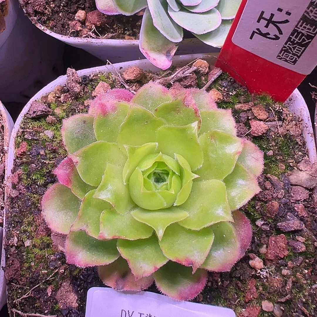 喝***姐露妮950飞天惊鸿 单头下播福利