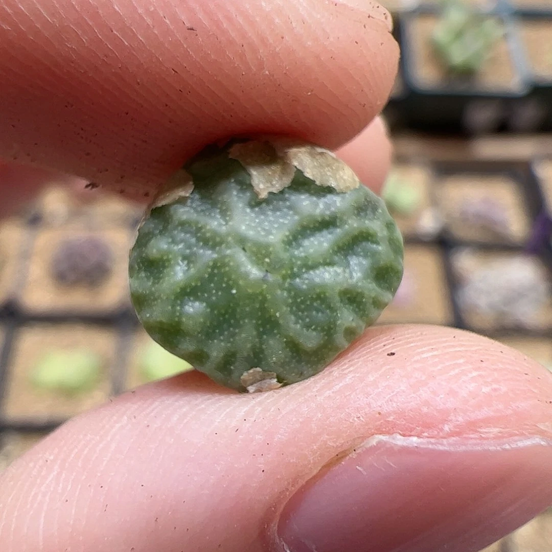 【闪购商品】42 超烧
