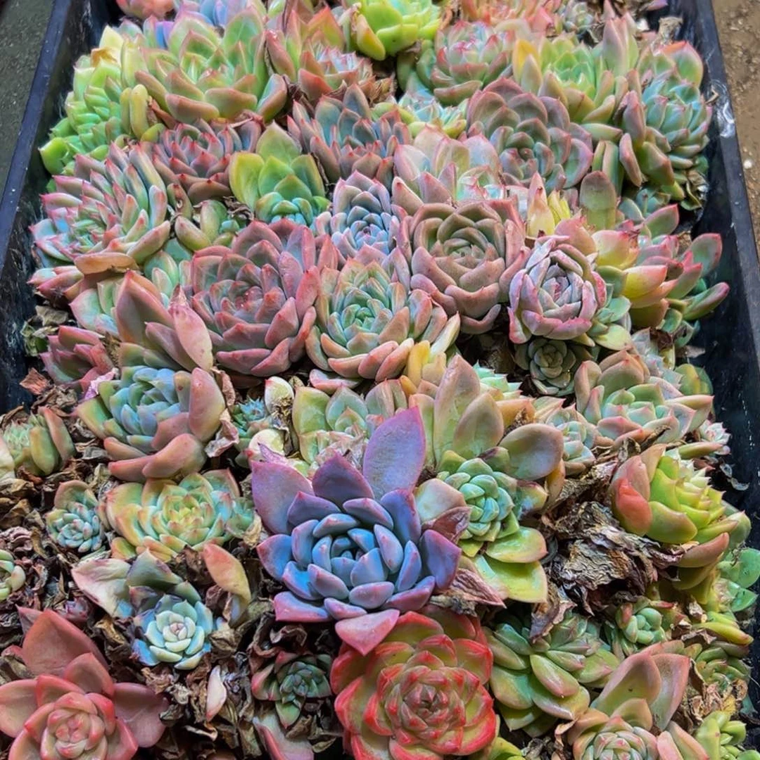 268大热的小伙伴都在