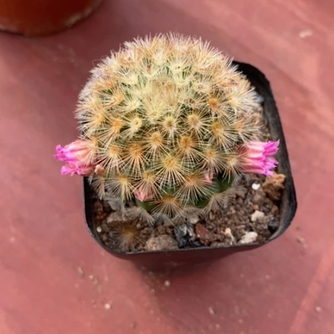 嘉文丸单4仙人球