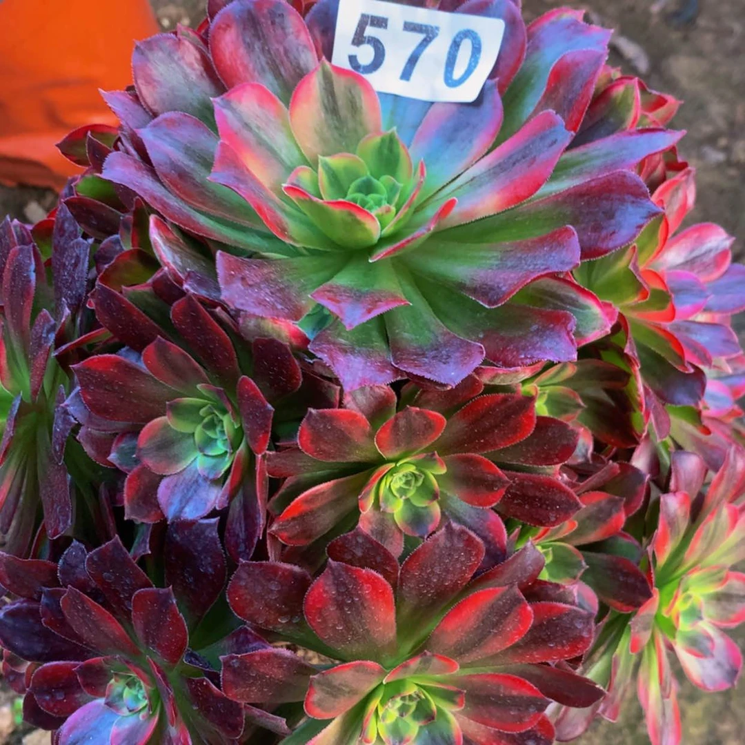 【闪购商品】570安娜多肉