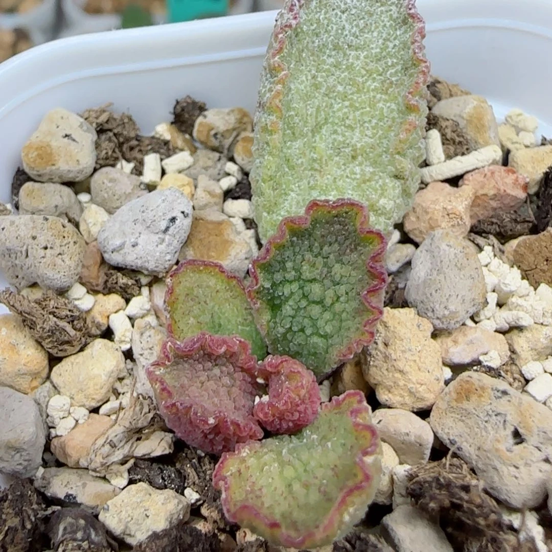 银妃叶插，带盆发