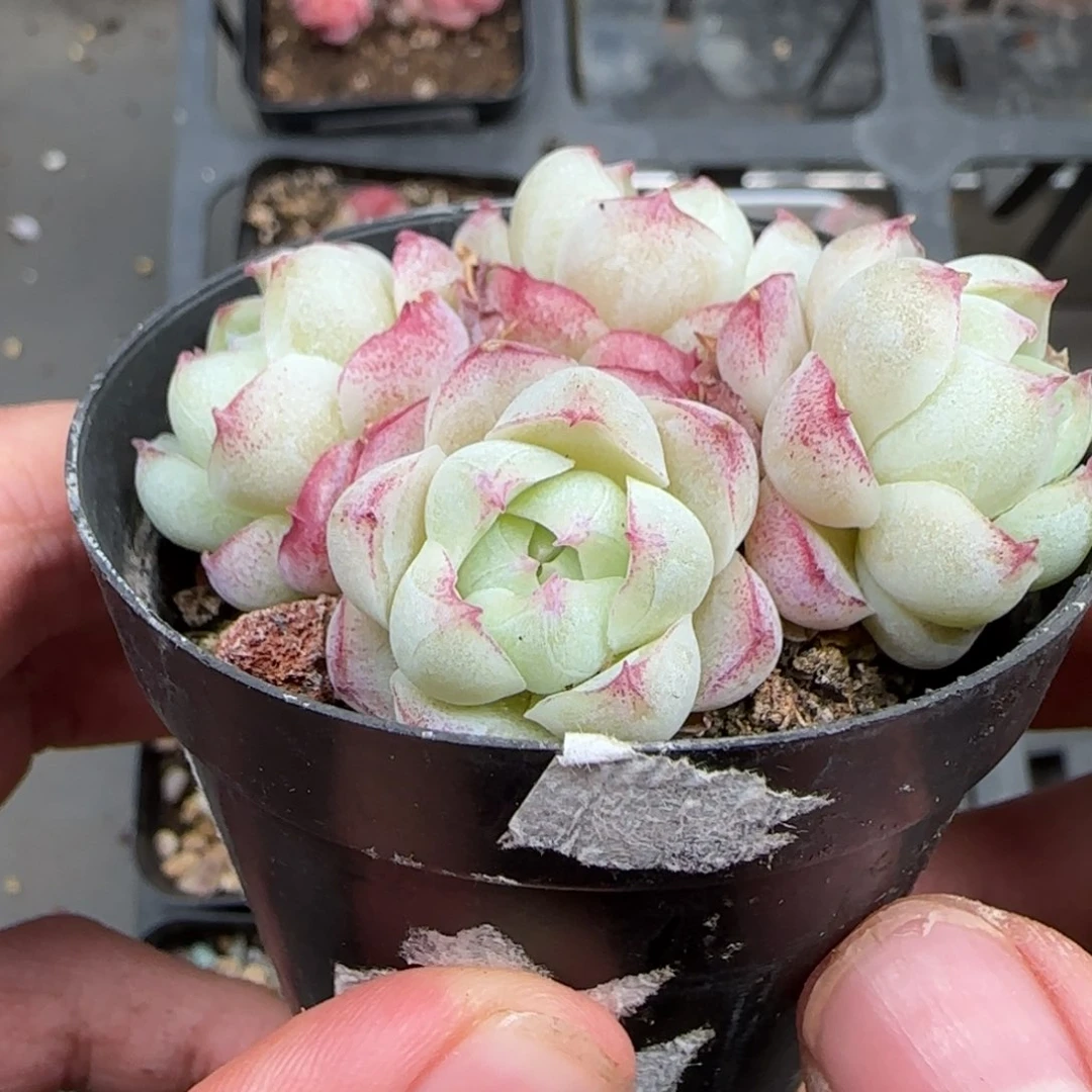 一物一拍女王群23115