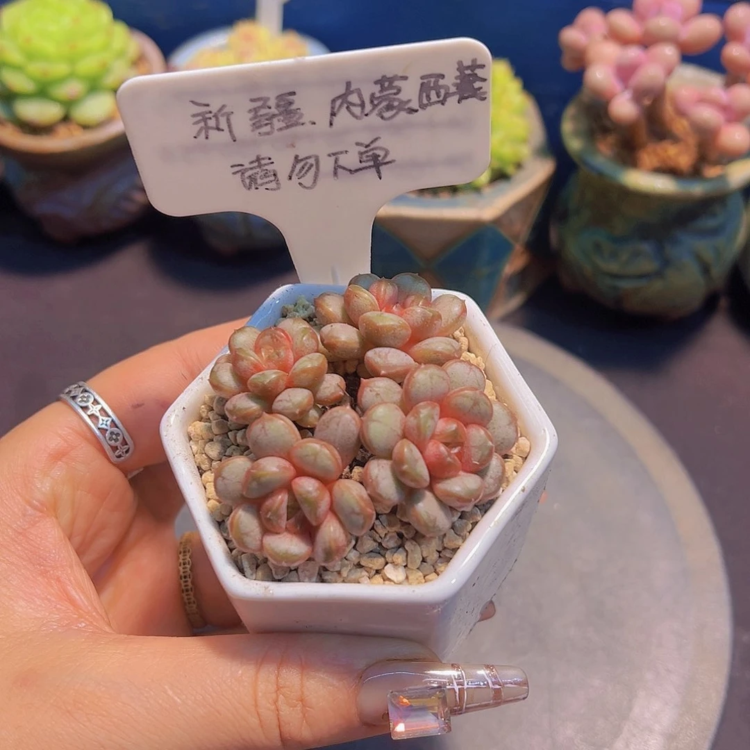 姬葡萄，裸根发货，