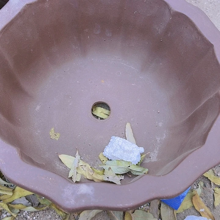 紫砂30紫色圆莲花花盆