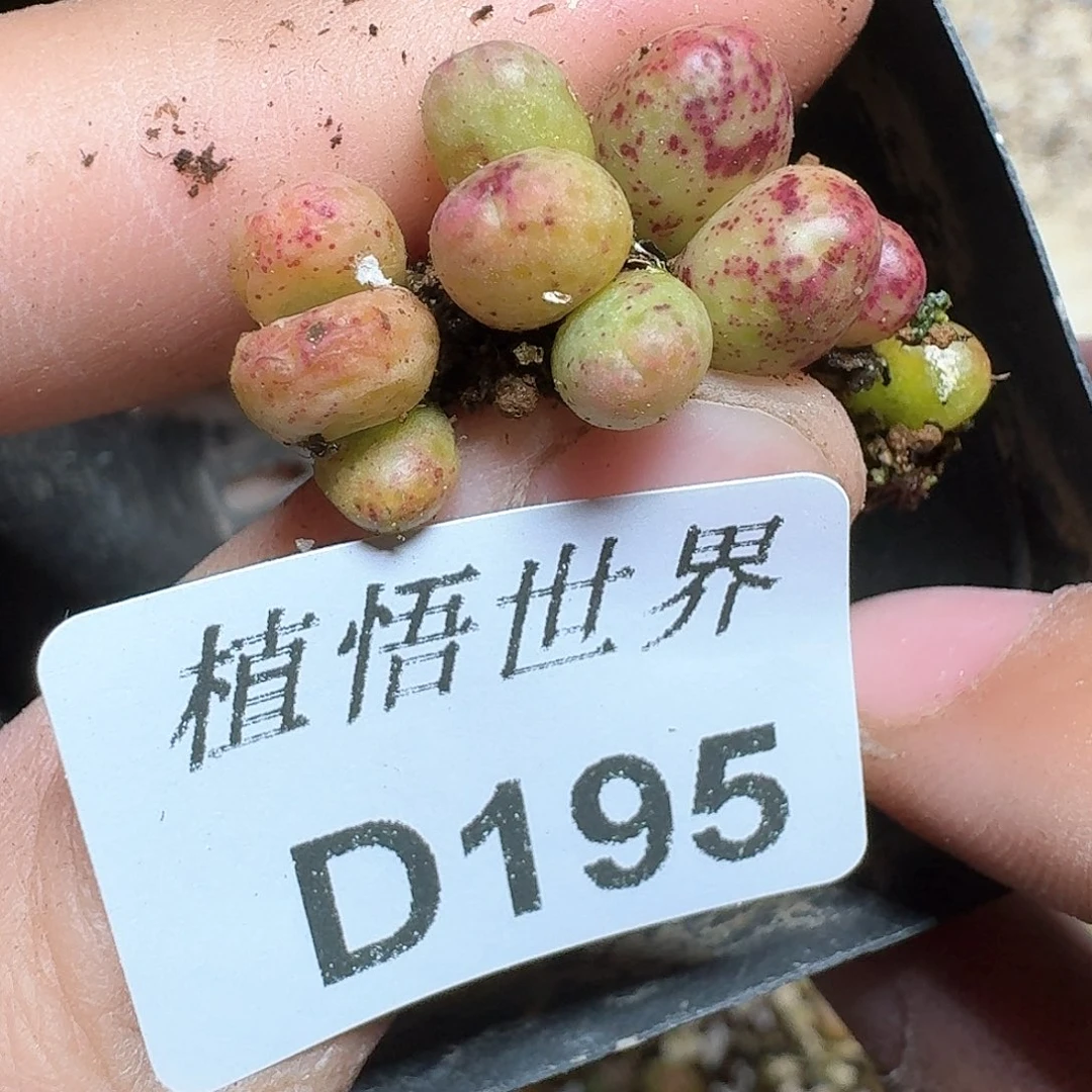 195号多肉植物c v