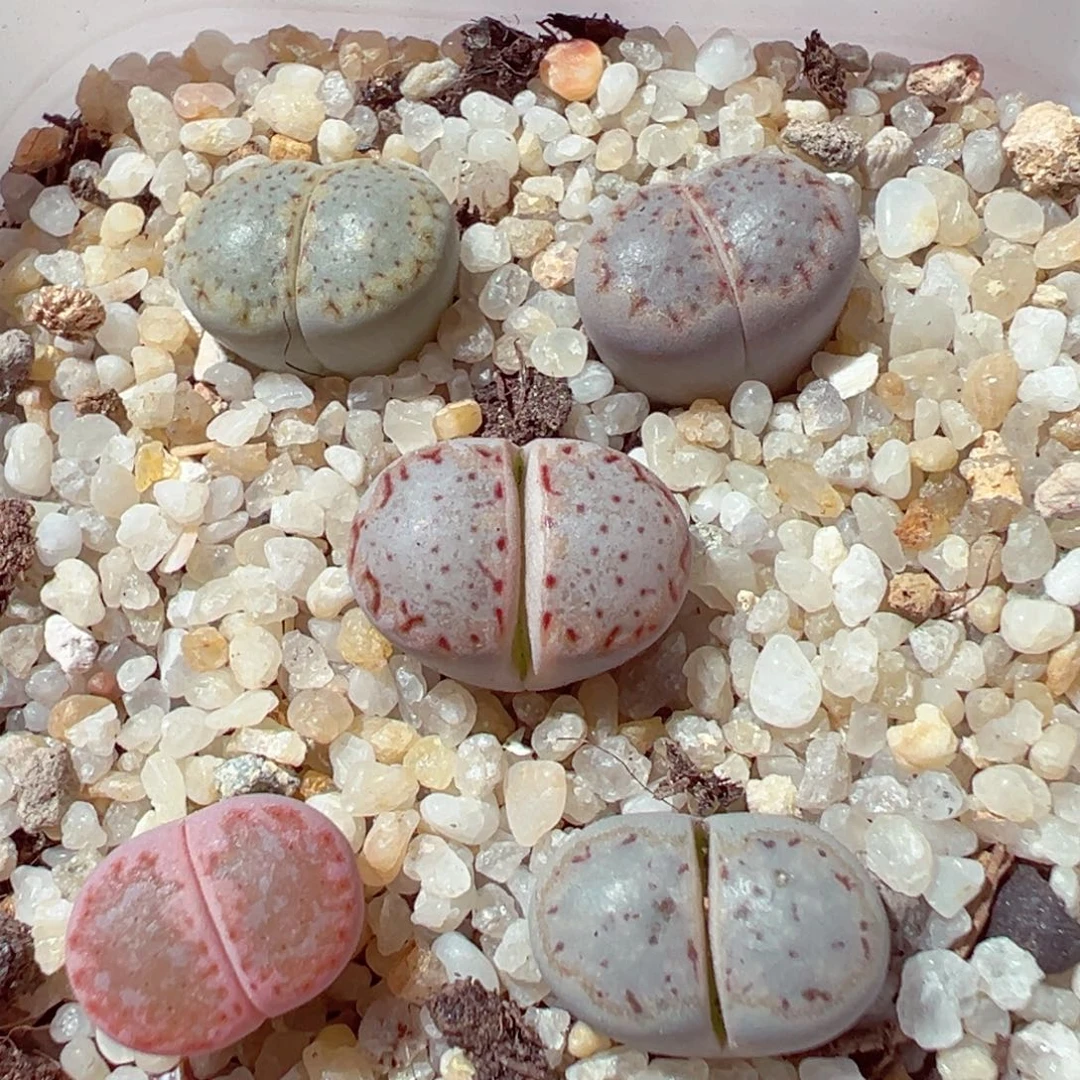 1118-362多肉多肉饼干