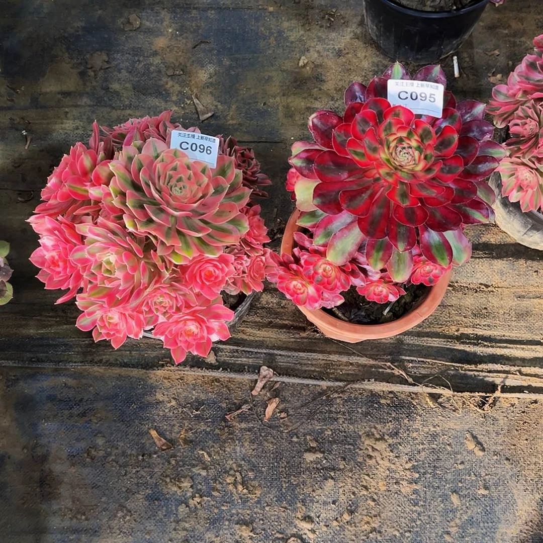 ?****y多肉植物095.096粉女巫，香奈儿