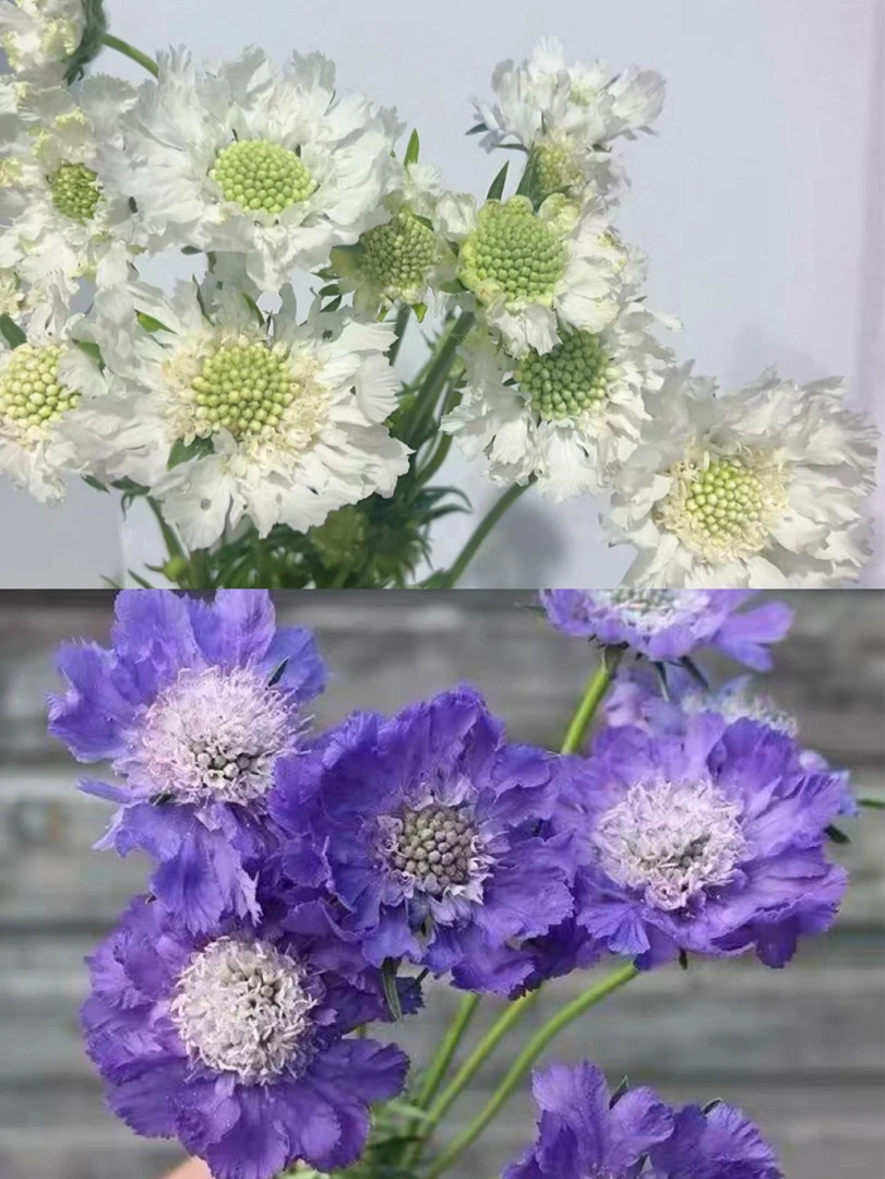 【买一送一】白色/蓝色蓝盆花 高档稀有配花花期长云南基地鲜花 