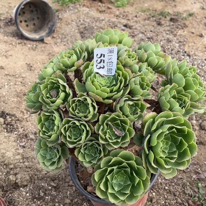 553绿玫瑰大沁手捧东西
