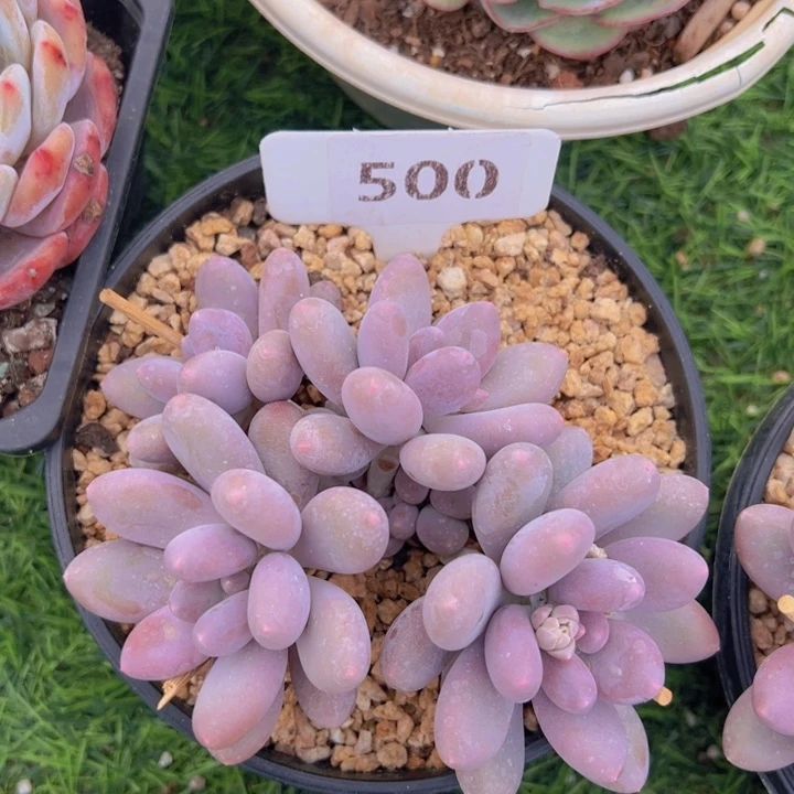 健健康康平平安安