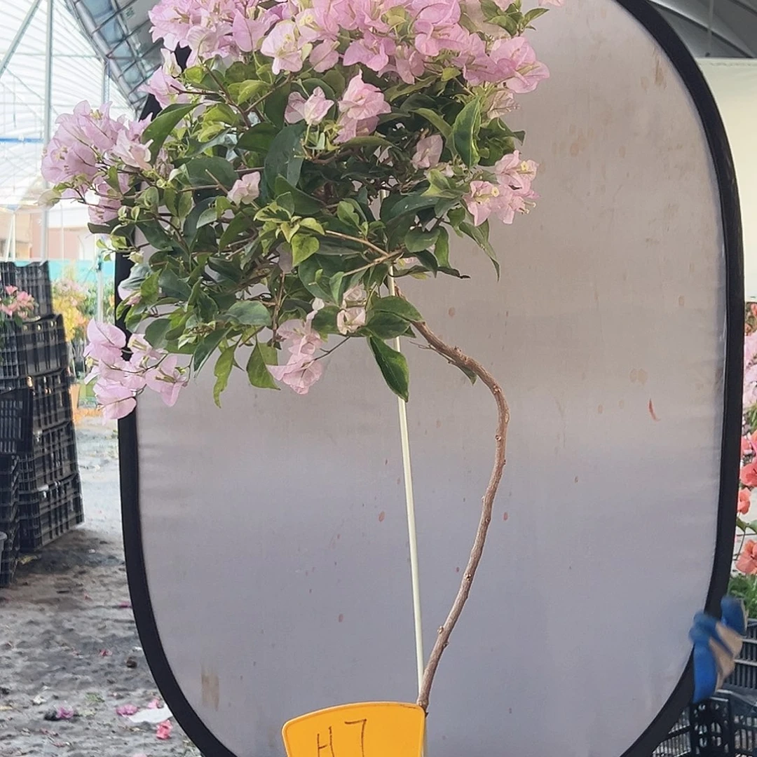 心***雨大部分花苞少量开放H7金边丽娜