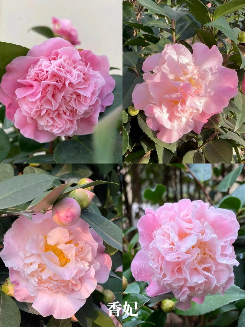 60-70cm香妃茶花带花苞茶花带花苞原土原盆发货确保成活四季