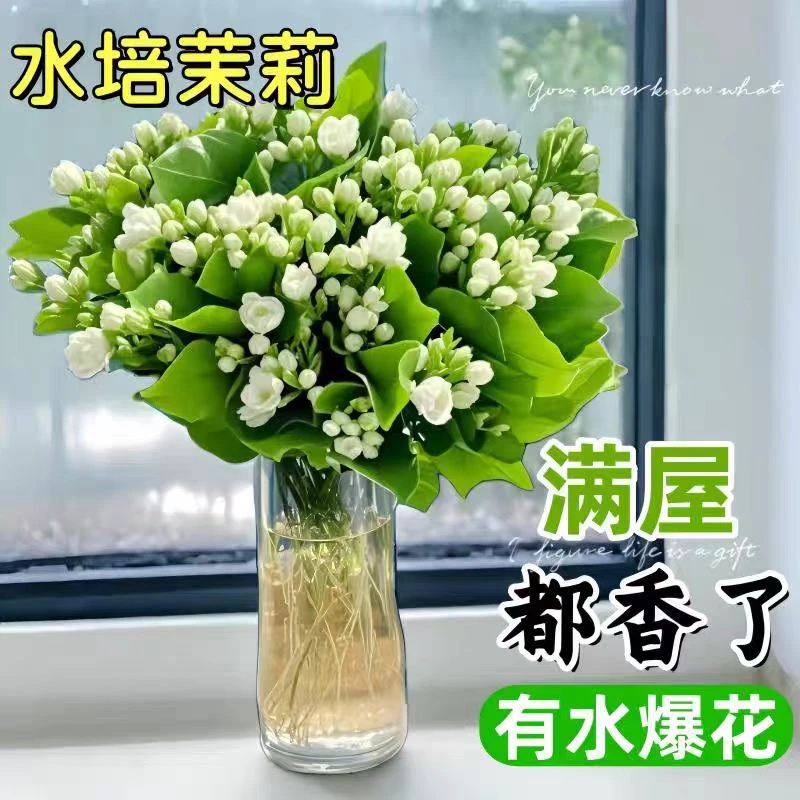 茉莉花鲜花顺丰包邮 香味特别浓的鲜花 办公家用茉莉花香