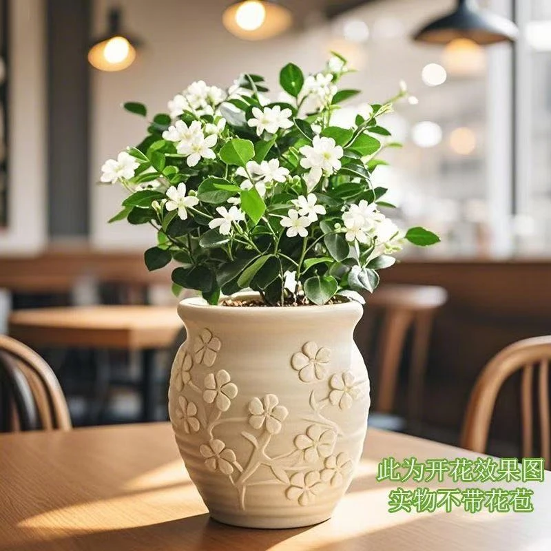 CZ九里香盆栽室内外桌面办公室绿植净化空气四季常青好养