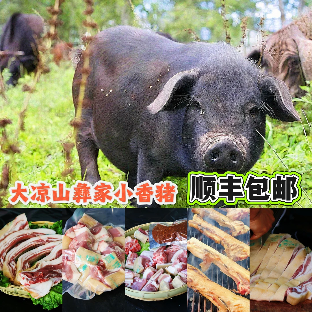大凉山彝家小香猪新鲜现宰本地特色烧烤凉拌配调料香味十足
