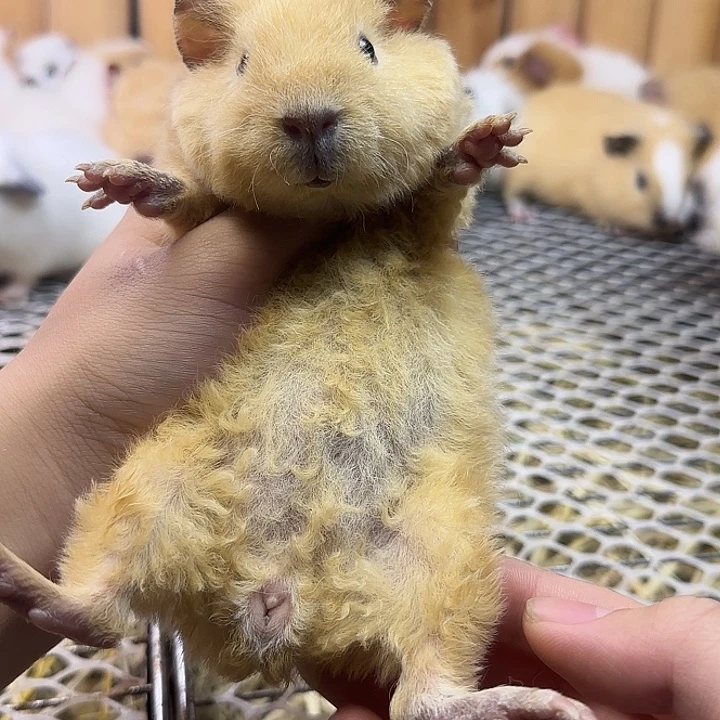 豚鼠奶黄美泰妹妹