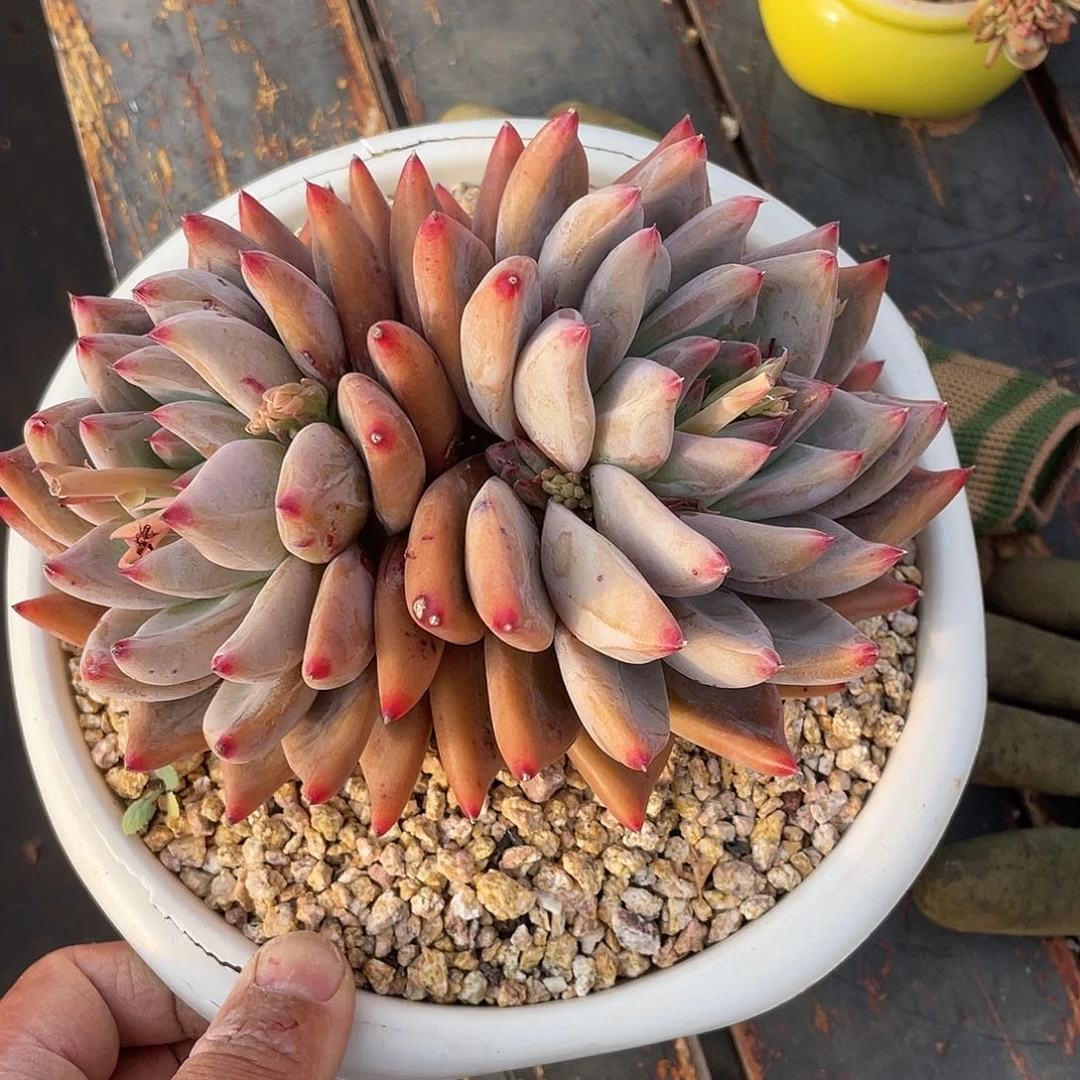 伟*多肉植物一物一拍