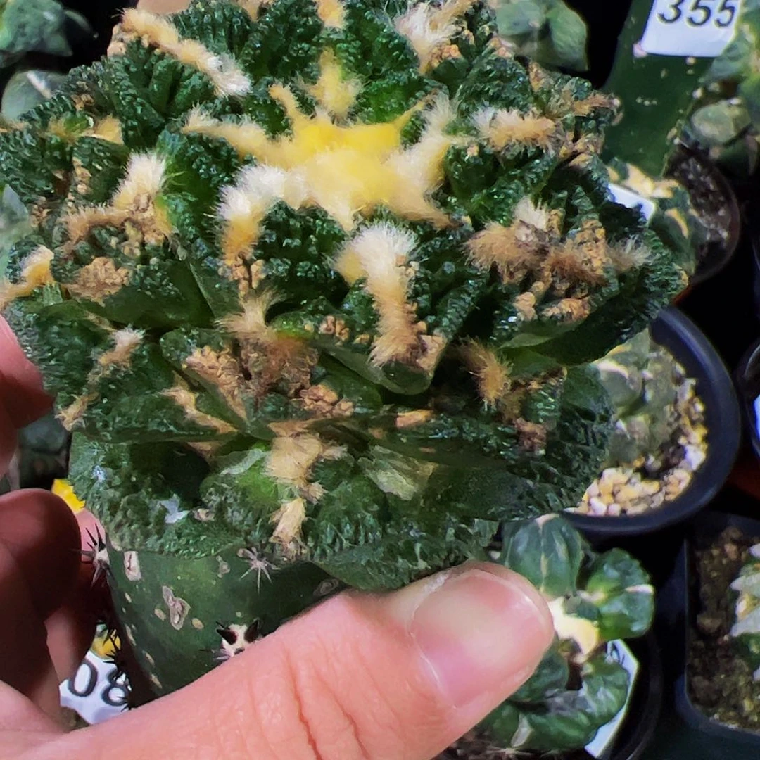 无花朵隔尤辛顿有点锈斑歪头728