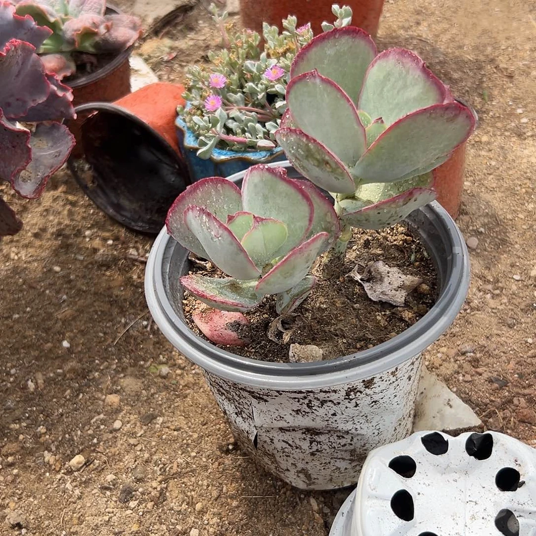 多肉植物多肉植物
