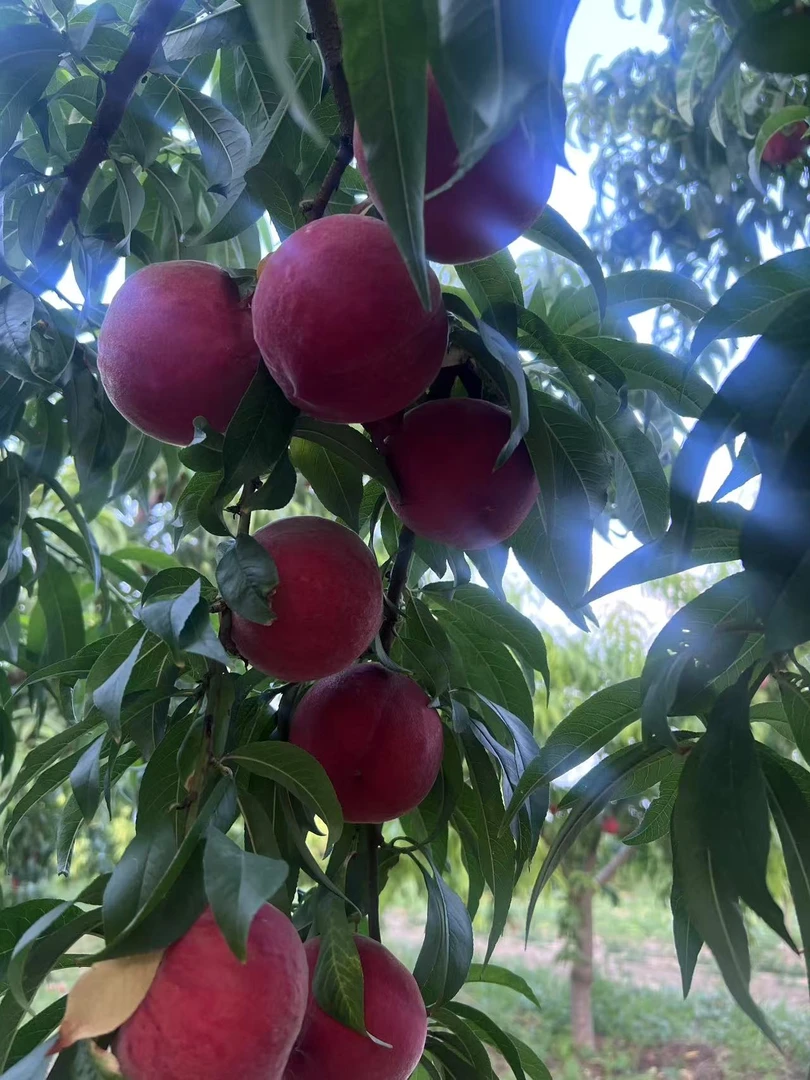 河南农家自种现摘现发新鲜脆甜毛桃水果