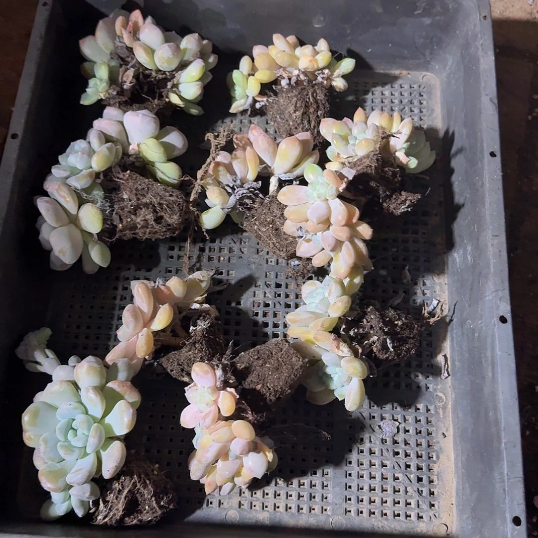 直播福利一物一拍309