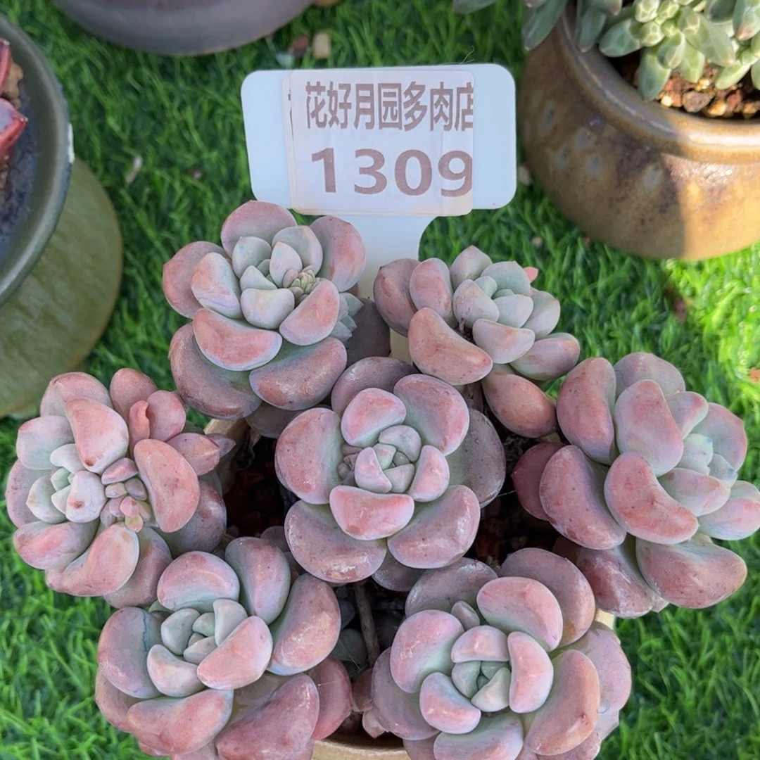 瑶**～多肉植物1309不带盆