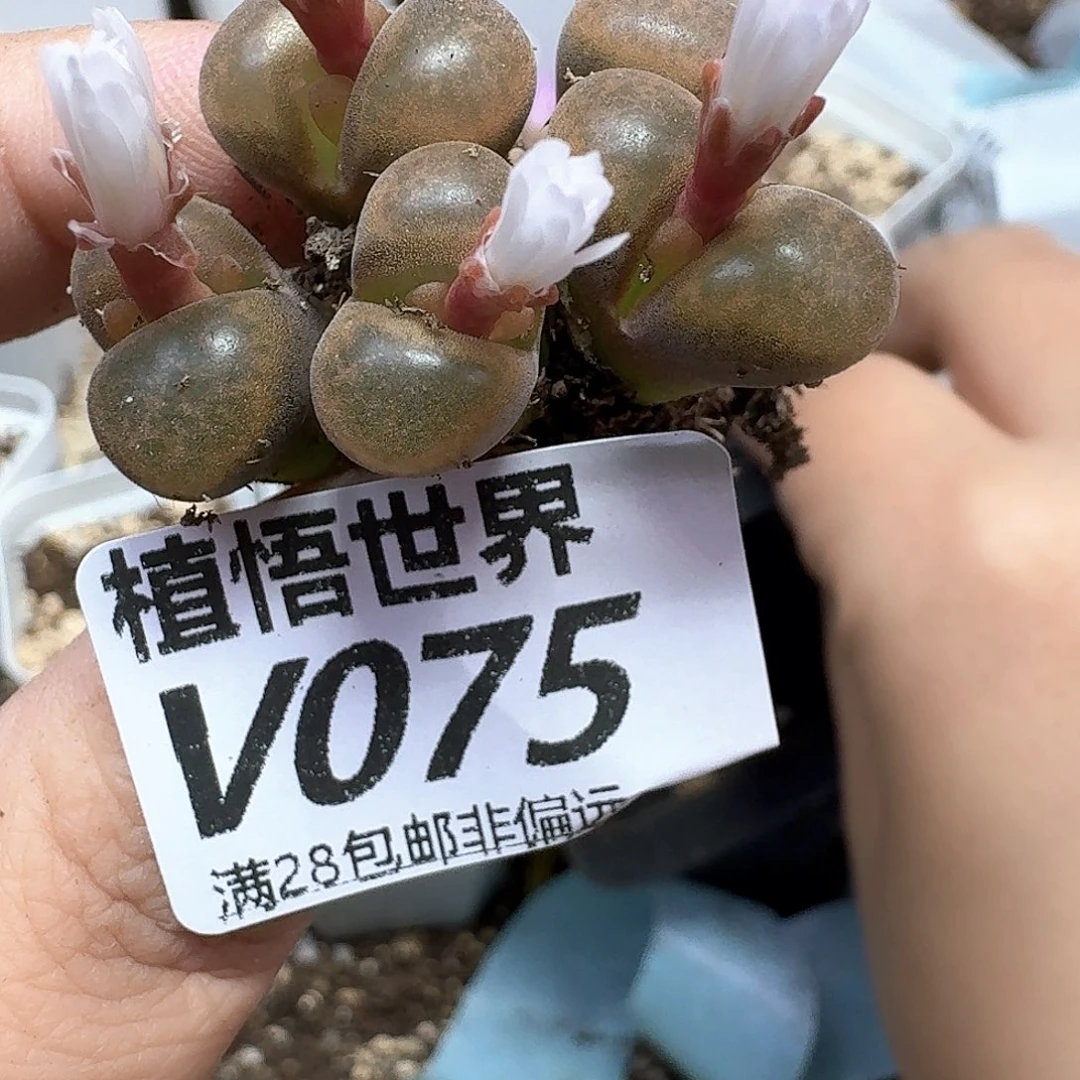 多肉植物的人生额分出vb