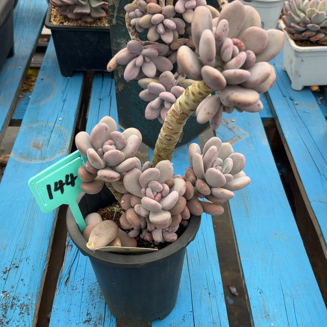 *️****小雨多肉sun橙雪球