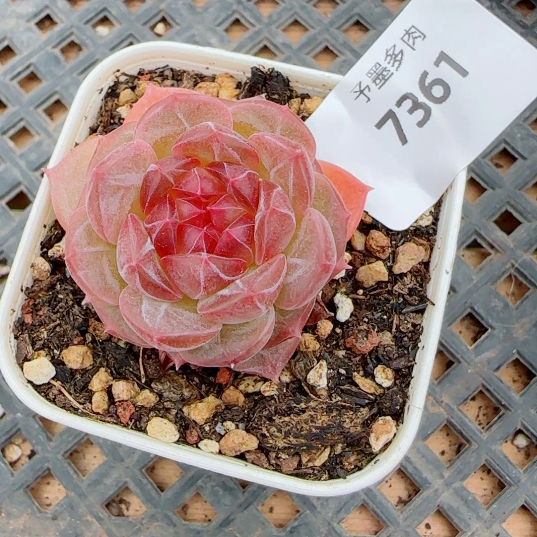 福利，7361多肉植物