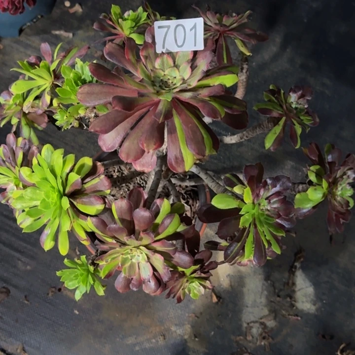 00000000000701粉黛