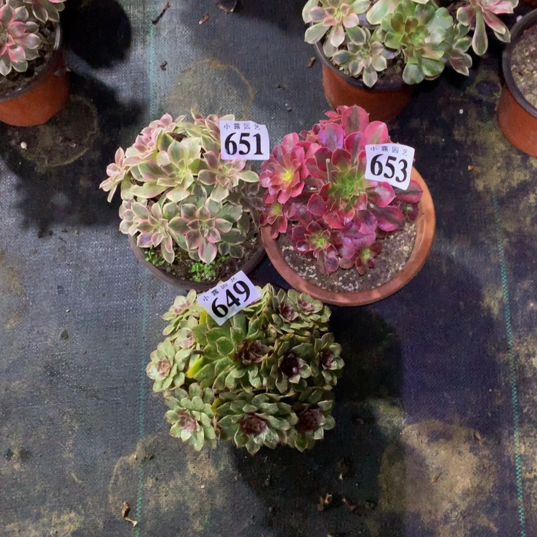 阿*多肉植物651.653，649三颗88888