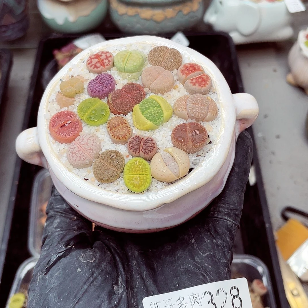 朗哥多肉满18包邮0418-328