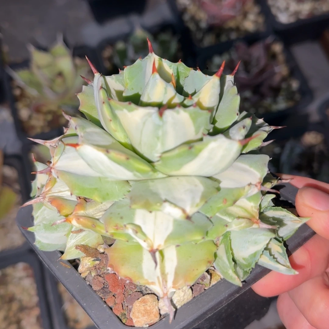 王妃雷神白中斑龙舌兰