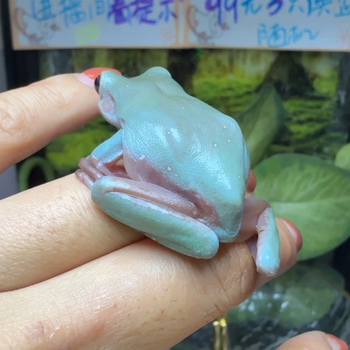 老爷树蛙05 花腿花手果冻变异双色