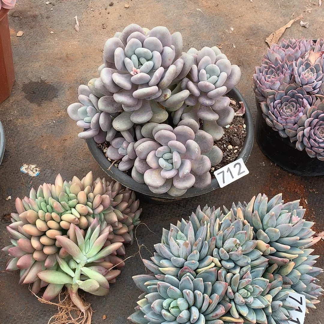 712月美人一物一拍多肉