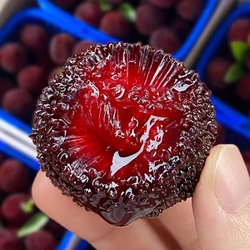 【东魁杨梅】福建浮宫老树东魁杨梅孕妈妈水果新鲜采摘当季水果（福）