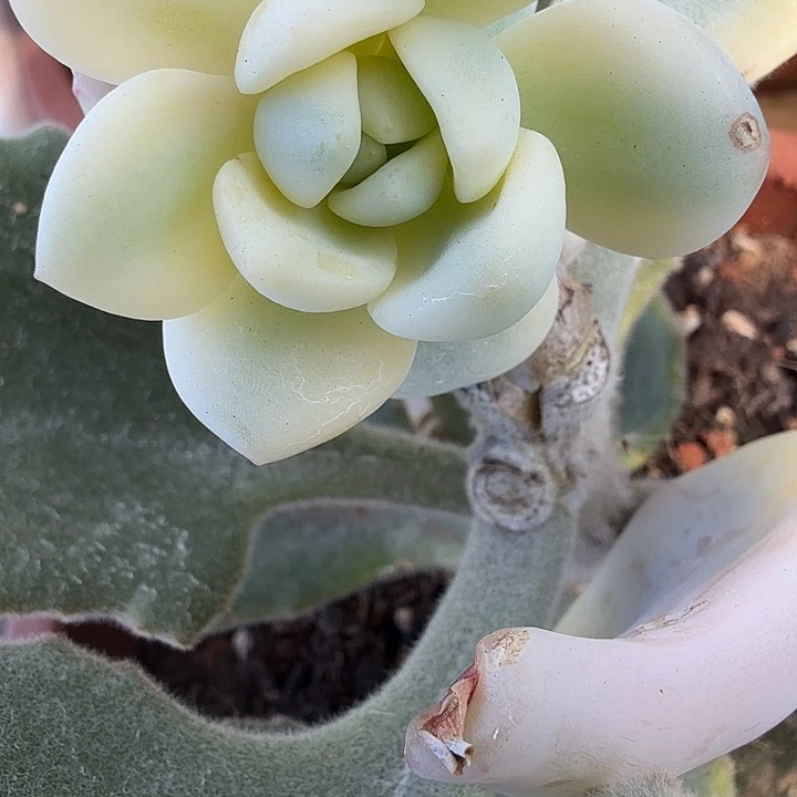 圆叶冷香锦多肉锦植物