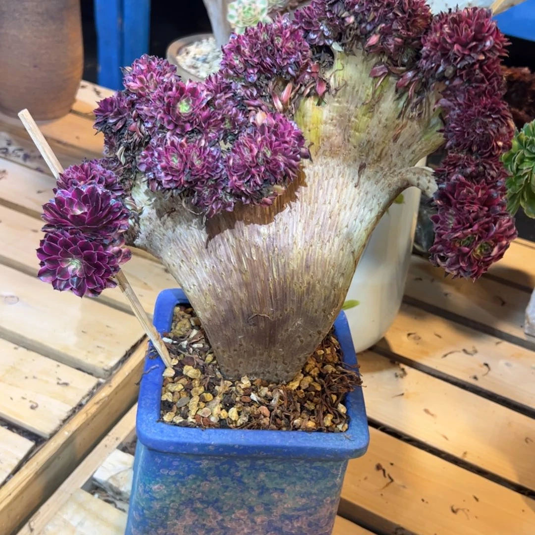 黑瞳朝白整版微瑕